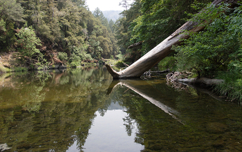 At the NSF Eel River CZO, researchers study a watershed that's important to spawning salmon.